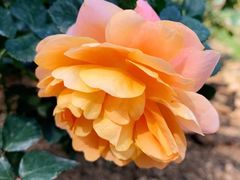 -人民公园(罗湖区)