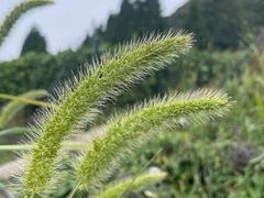 -云顶茶乡景区