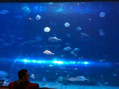 -华夏文旅海洋公园