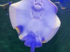 -太奥幻太奇海洋馆