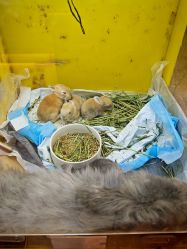 -神奇动物撸宠馆·羊驼·小浣熊·异宠(豫园店)