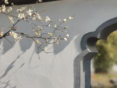 -梅花山(明孝陵内)