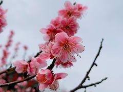 -无锡梅园公园