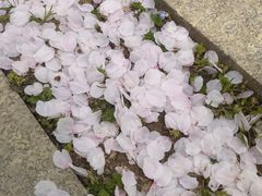 -天王浮山樱花园