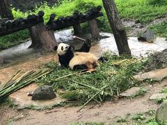 -都江堰中华大熊猫苑