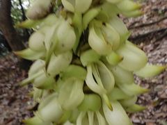 -火炉山森林公园