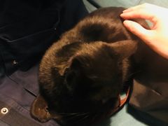 -猫的天空之城概念书店(丽江古城饮玉巷店)