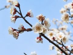 -顾村公园