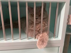 -猫宠乐园·专业洗护