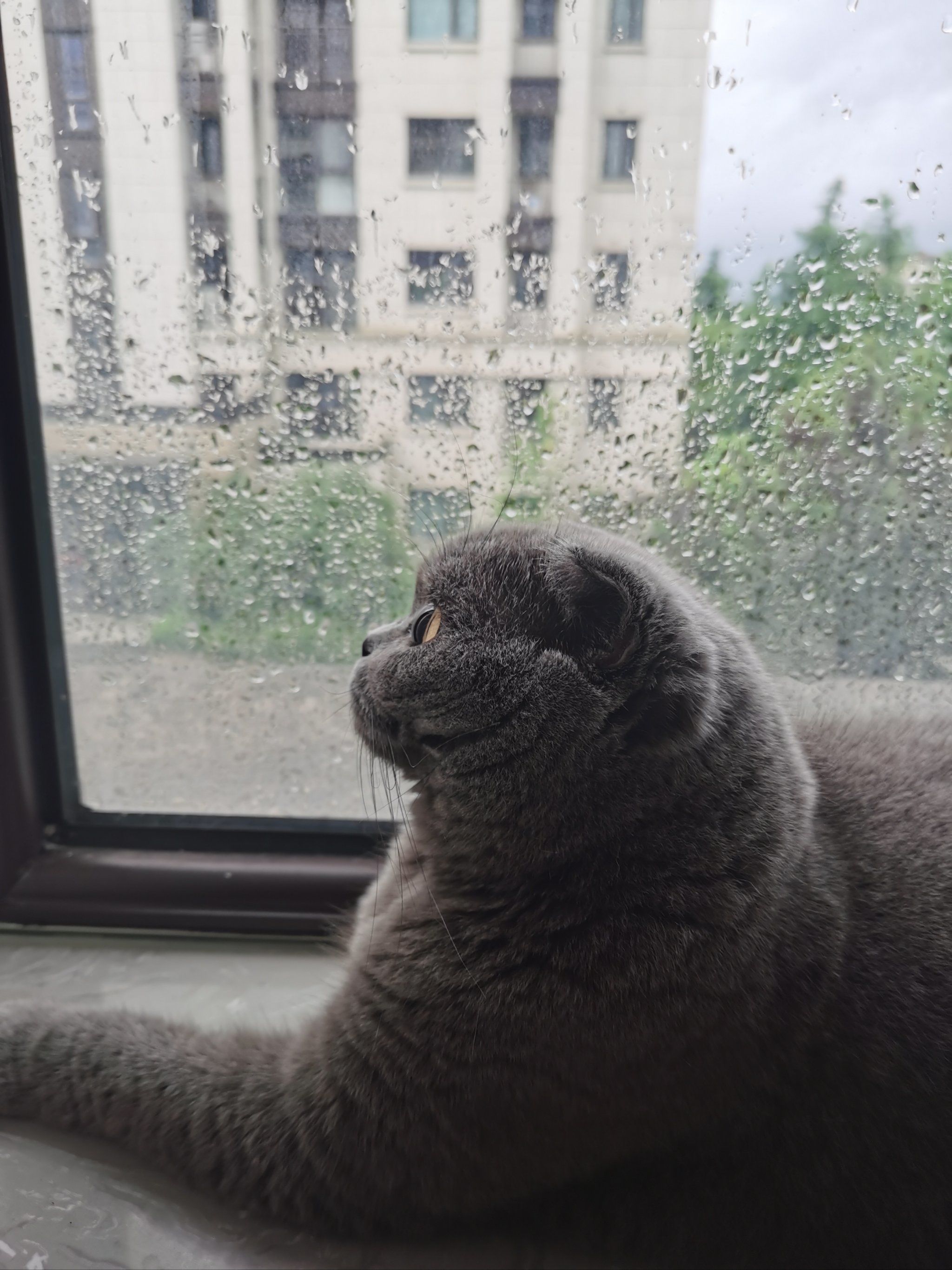 0元玩转这座城 #胖猫 #谁能拒绝傻憨憨的小猫咪 #又是被小猫可爱到