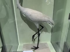 -盐城丹顶鹤湿地生态旅游区