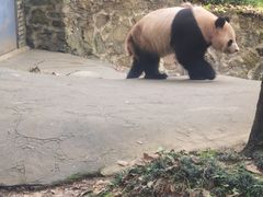 -都江堰中华大熊猫苑
