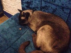 iphone_upload_pic-Sirena海妖日咖夜酒