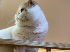 -滚猫咖啡·猫咖·猫友好撸猫(未来城店)