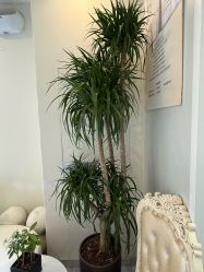 -海涛医疗美容·面部抗衰·注射美鼻