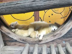 -海合安青岛极地海洋公园
