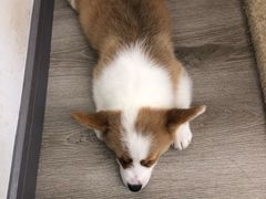 -浣熊柯尔鸭土拨鼠·电玩咖