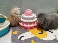 -babydoll猫舍·米努特·德文·缅因(久光中心店)