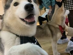 -Husky Go! 哈士奇体验馆·宠物咖啡厅狗咖
