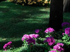 -上海共青森林公园