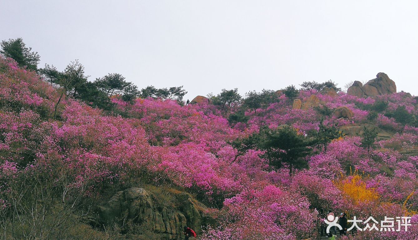 因为漫山遍野的杜鹃花确实漂亮