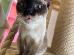 -藏猫猫咖啡主题馆(中央大道店)