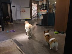 -百好乐宠物友好餐厅(朝外大街店)