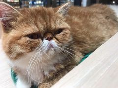 -瞄一喵猫咖(格力海岸店)