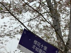 -天王浮山樱花园