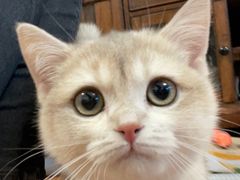 -猫大福·Fortune Cat猫舍(百子湾店)