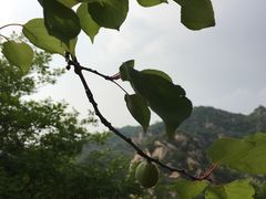 -大岭沟猕猴桃谷风景区