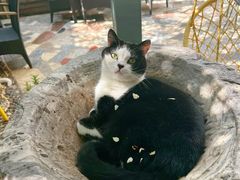 -喵屿·大理花园猫咖