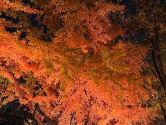 -三里屯东五街银杏大道