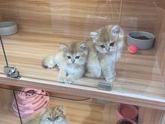 -猫十亿·布偶金渐层·曼基康矮脚猫舍(青年路店)