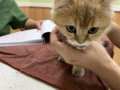 -瑞鹏宠物医院·夜间急症·心超·猫科(祖庙分店)