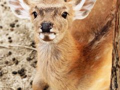 -泗洪洪泽湖湿地景区