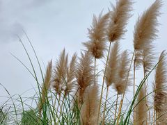 -中国天府农业博览园