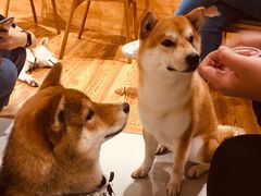 -柴务处·柴犬主题狗咖