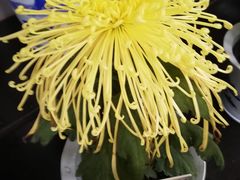 -杭州植物园