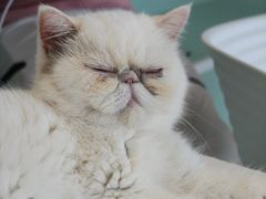 -怪兽屋·羊驼·猫咖·狗咖(俊华广场店)