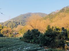 景点-龙井村