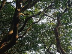 -普陀山慧济禅寺