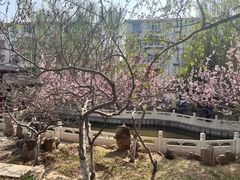 -桃花堤公园