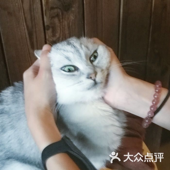 一支箭射箭馆(长风大悦城店)猫图片 第5张