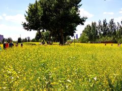 -长白岛森林公园