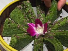 -阿露佳·舌尖上的安吉菜