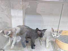 -上海大自然野生昆虫馆(东方明珠·爬宠昆虫探索中心)