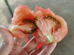 -庞各庄西瓜蔬菜采摘园·锦华瓜园