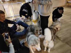 -Husky Go! 哈士奇体验馆·宠物咖啡厅狗咖
