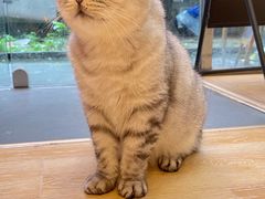 -猫咪派对(江南西店)